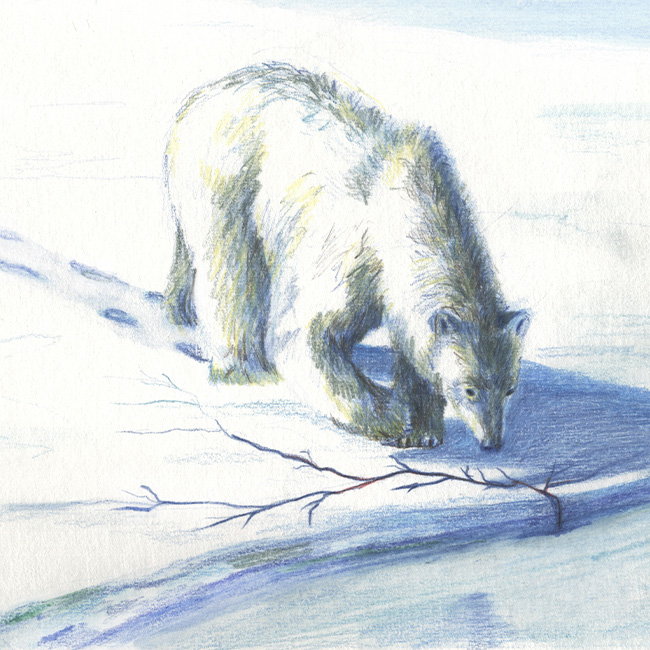 polar bear watercolour illustration