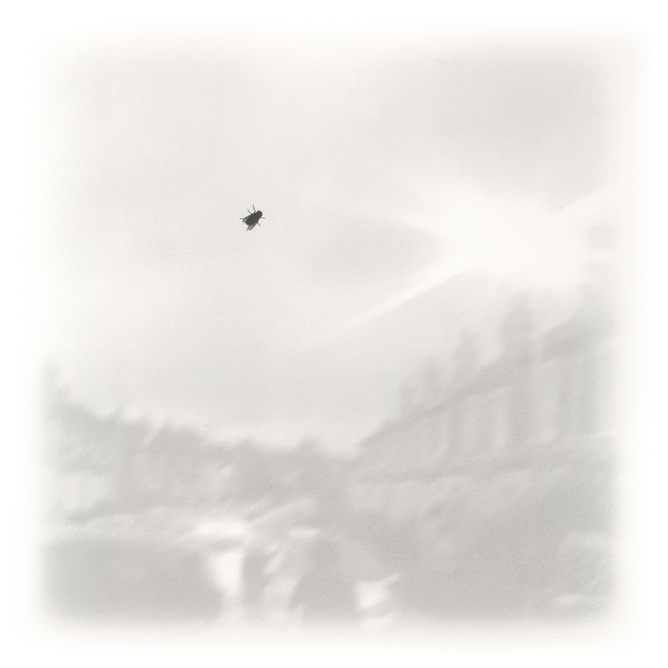 black and white screenprint of fly on blurred suburban window scene