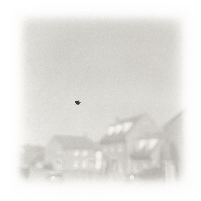 screenprint of a fly on a blurred suburban window scene
