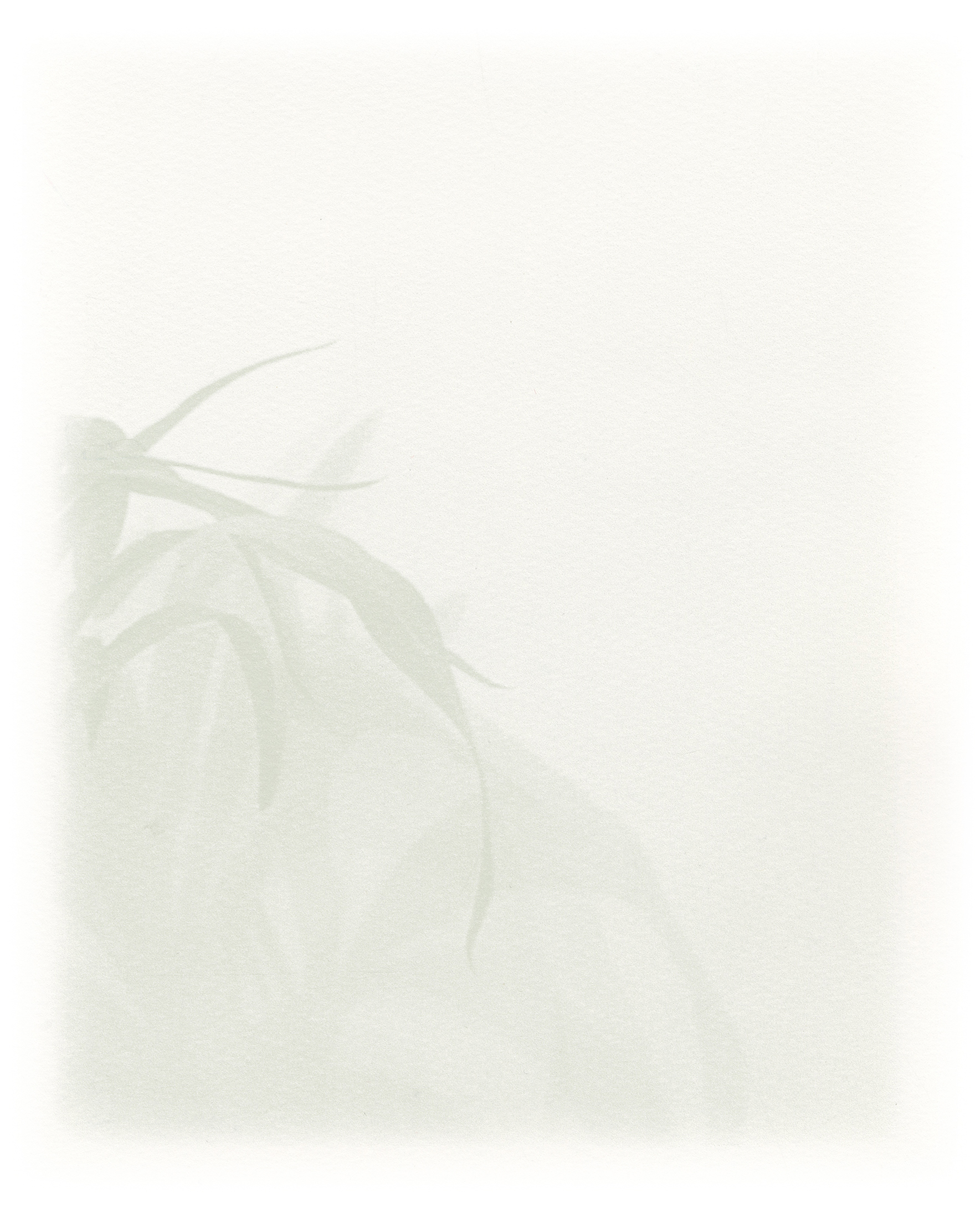 translucent screenprint of house plant and shadow